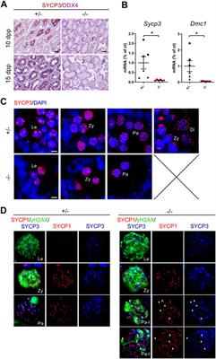 CEP250 is Required for Maintaining Centrosome Cohesion in the Germline and Fertility in Male Mice